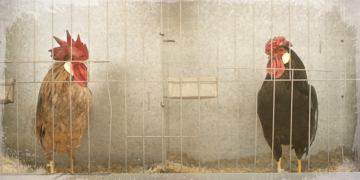 two roosters – Arrayah Loynd
